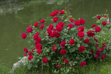 薔薇花綠化美化