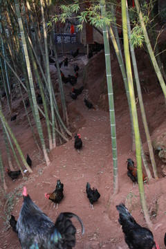 散養(yǎng)土雞