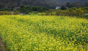 油菜花