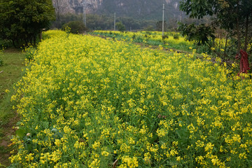 油菜花