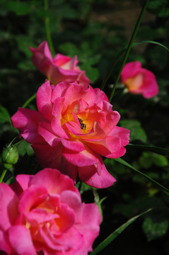 月季花