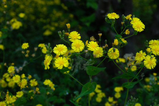 小黃花