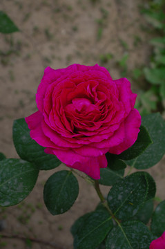 月季花