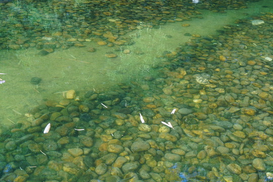 水紋理