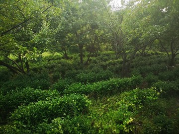 生態(tài)茶園