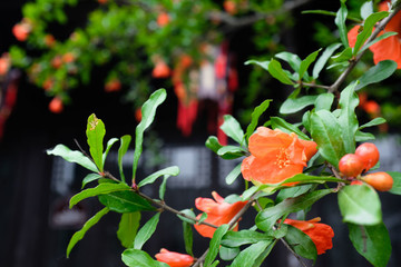 石榴花