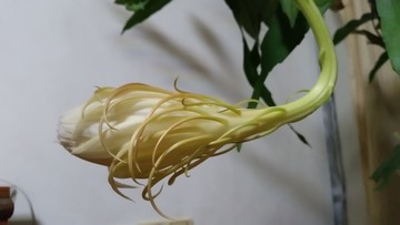 曇花開放過程