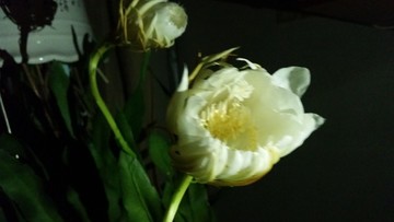 曇花開放過程