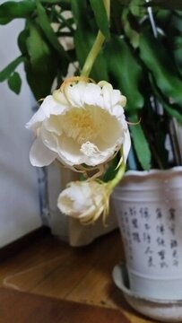 昙花开放过程