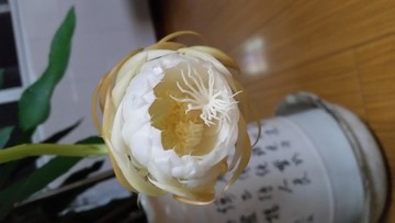 曇花開放過程