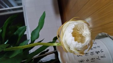 曇花開(kāi)放過(guò)程
