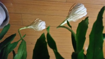 曇花開放過程