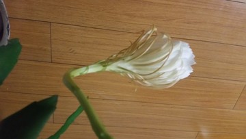 曇花開放過程
