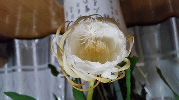 曇花開放過程
