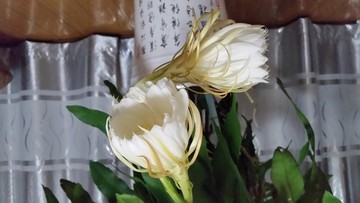 曇花開放過程