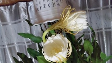 曇花