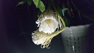 曇花