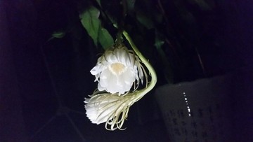 曇花