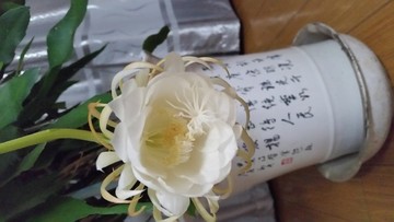 曇花