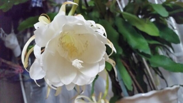 曇花