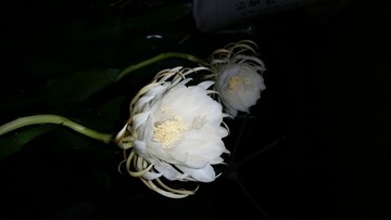 曇花