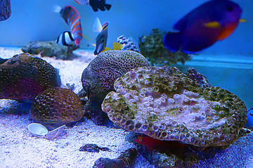 水底世界魚缸造景