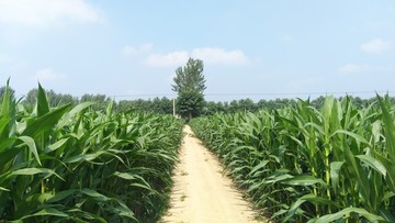 田間小路