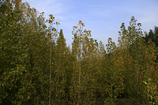 楊樹(shù)林