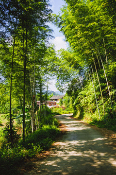 山林小路