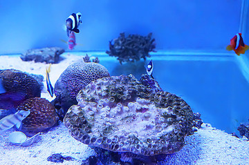 魚缸造景