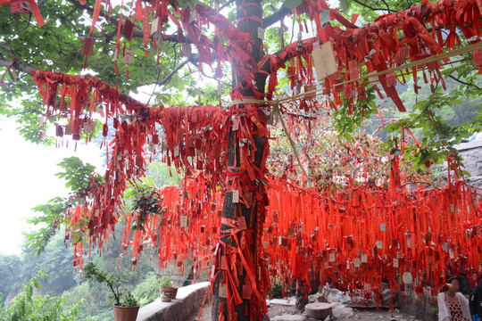 泰山祈福樹