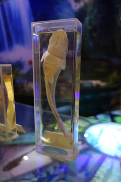 水浸標(biāo)本