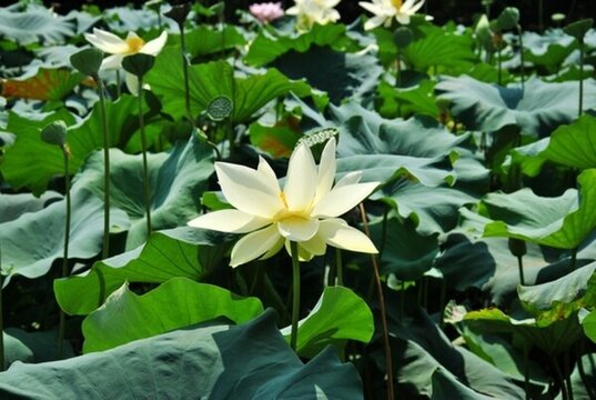 夏日盛開的荷花