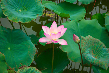 荷花池