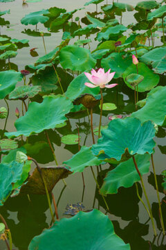 荷花池