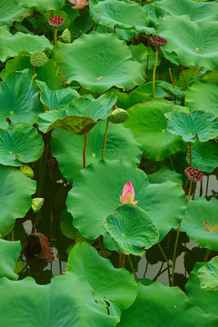 荷花池