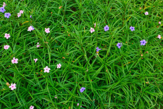小紫花