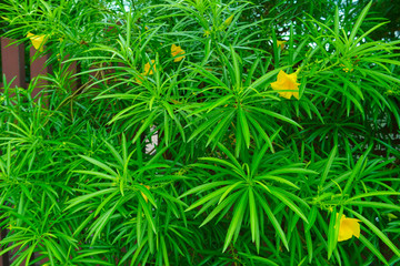 花花草草背景