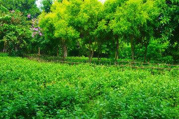 花花草草背景