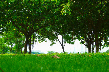 公園樹(shù)林