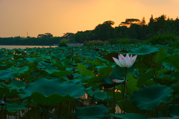 廣州海珠湖