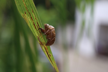 蟬