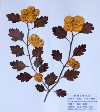 菊花標(biāo)本