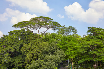 公園高樹(shù)