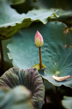 荷花