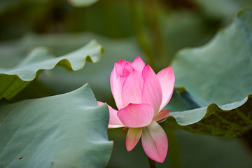 荷花池