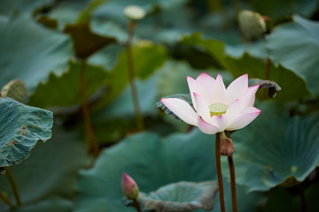 蓮花