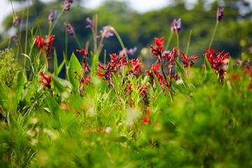 小花花