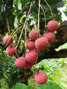 紅荔枝