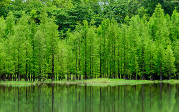 陽光水杉林